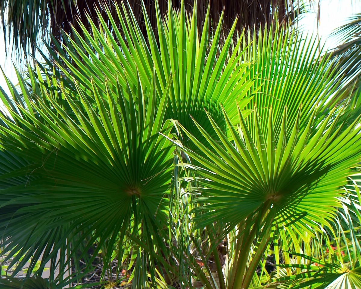 Листья пальмы вашингтонии